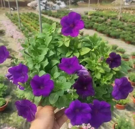 矮牽牛品種