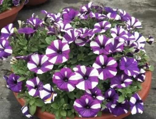 矮牽牛花養護技巧