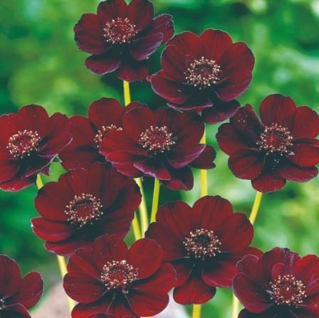 波斯菊栽培技巧 波斯菊栽培技巧