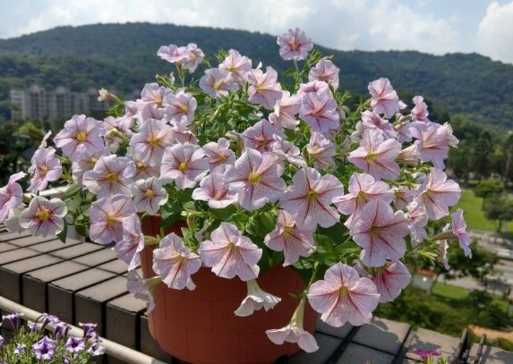 矮牽牛病蟲害防治