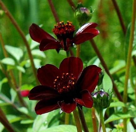 巧克力色花卉種植 巧克力色花卉種植