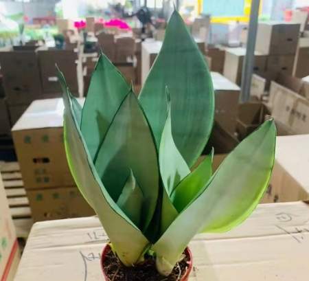 白玉虎皮蘭室内植物