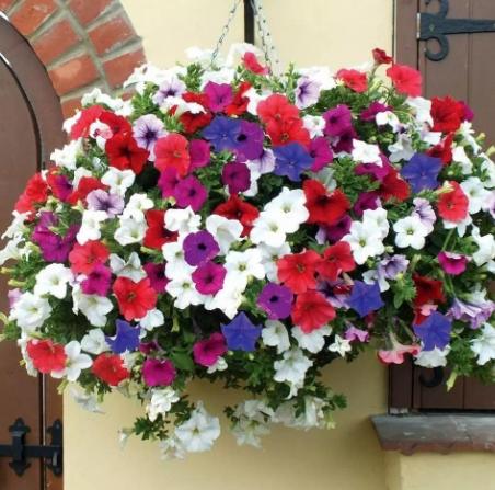 矮牽牛花養護技巧