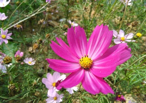 波斯菊花語意義