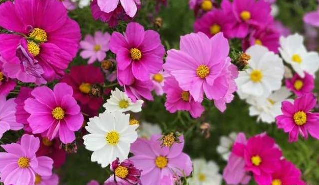 波斯菊栽培