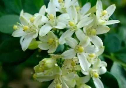 九里香果實好處