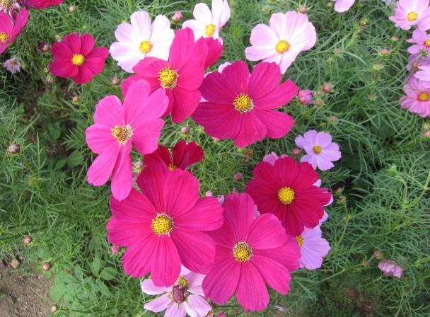 波斯菊花語藍色