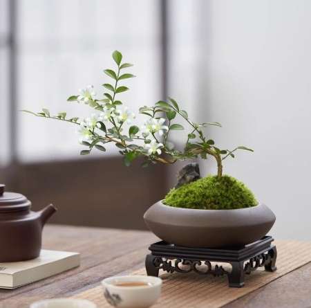 小葉九里香 種植