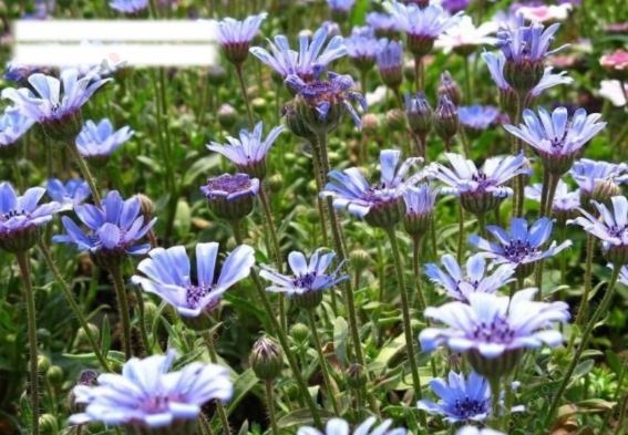 波斯菊花語藍色