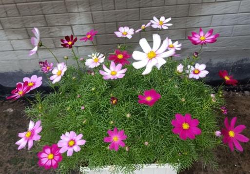 巧克力色花卉種植 巧克力色花卉種植