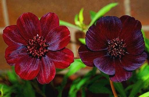 巧克力色花卉種植 巧克力色花卉種植