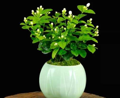 茉莉花換盆方法