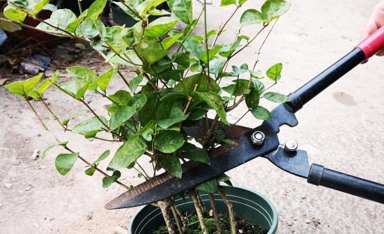 茉莉花修剪方法
