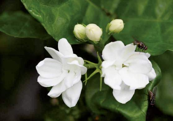 茉莉花換盆方法