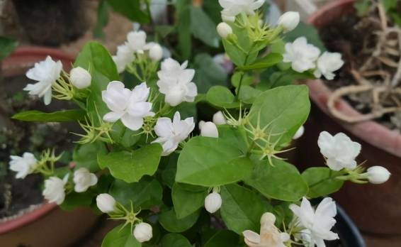 茉莉花養護技巧