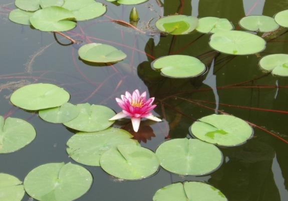 睡蓮為何不開花