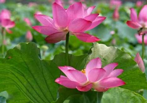 水生植物種植深度