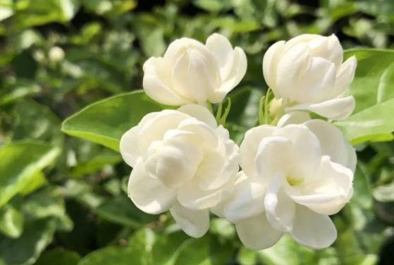 茉莉花養護技巧