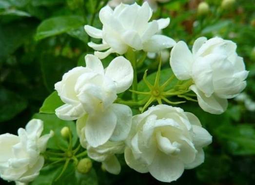 茉莉花養護技巧