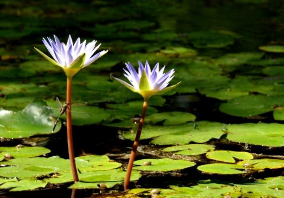 睡蓮為何不開花