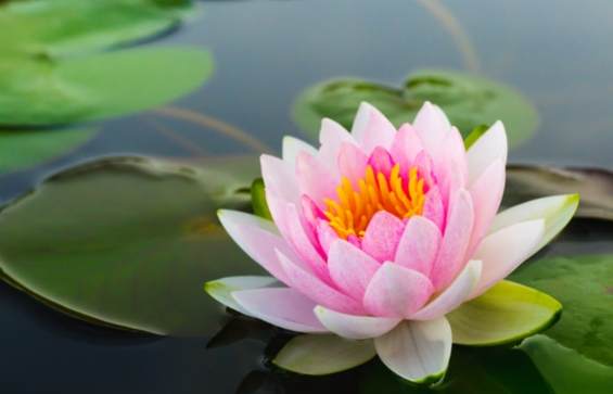 睡蓮不開花原因