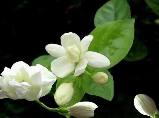 茉莉花換盆方法