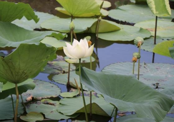 水生植物種植深度
