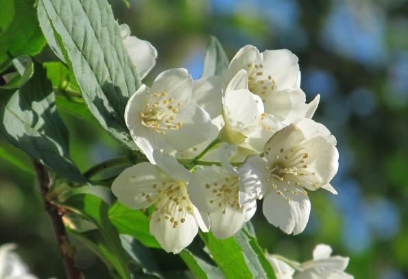 茉莉花養護技巧