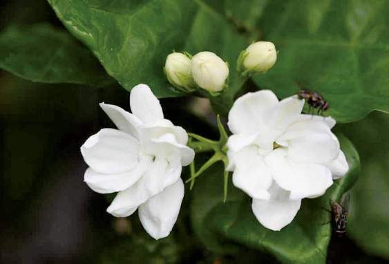 茉莉花修剪方法