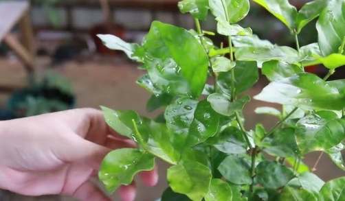 茉莉花修剪方法