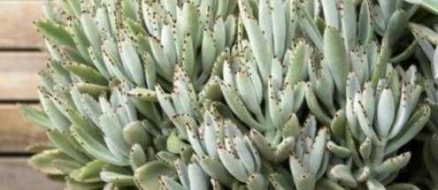 多肉植物徒長原因