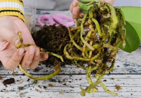 蝴蝶陸蓮花種植