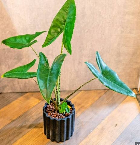 風車茉莉養護技巧