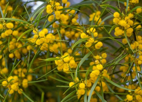 台灣相思樹景點