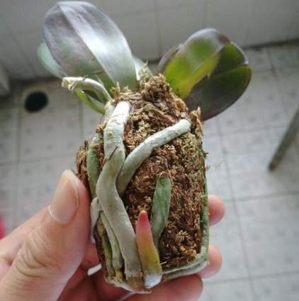蘭花葉片繁殖方法