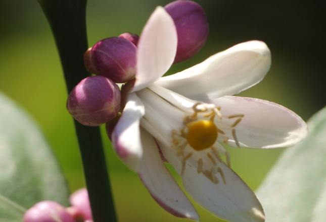檸檬花種植