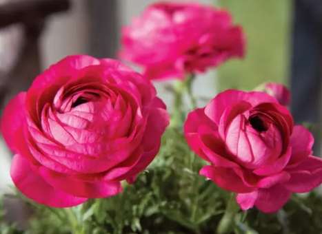 花毛茛花期管理