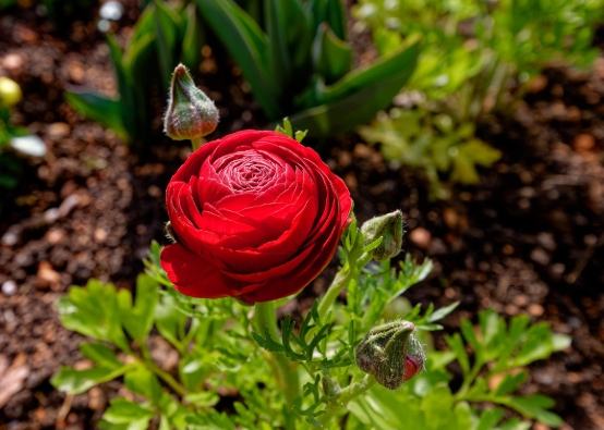 花毛茛花期管理