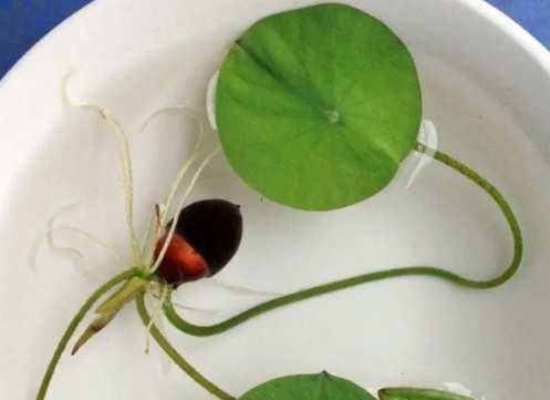 蓮花種子發芽方法