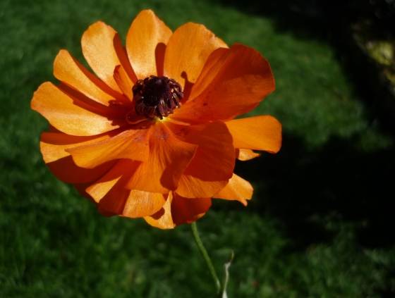 花毛茛養護方法