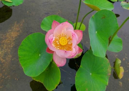 水培碗蓮注意事項