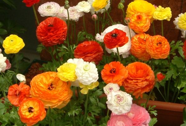 花毛茛養護方法