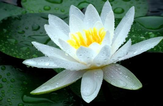 水生植物種植深度