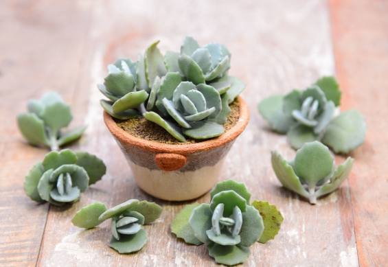 兔耳植物養護