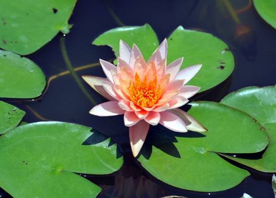 水生植物種植深度