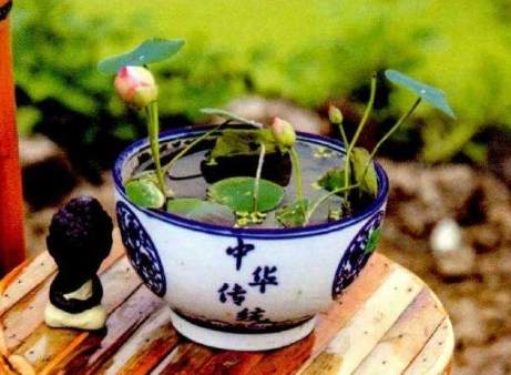 碗蓮水培方法