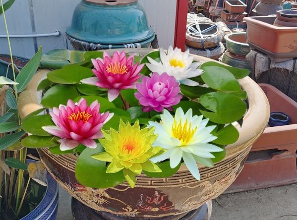 蓮花種子發芽方法