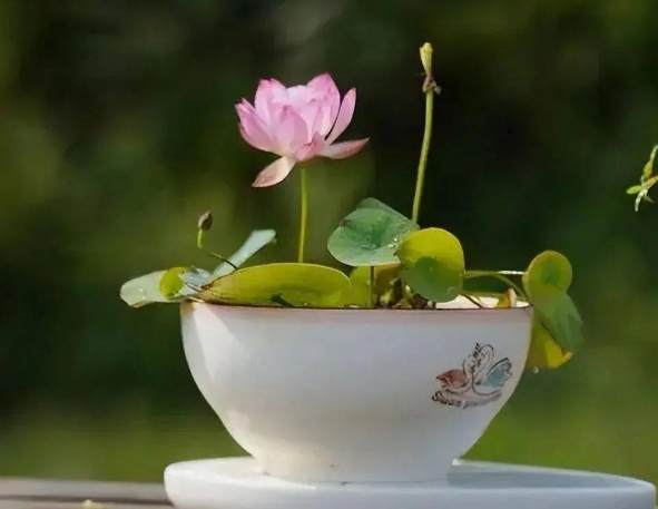 水培碗蓮注意事項