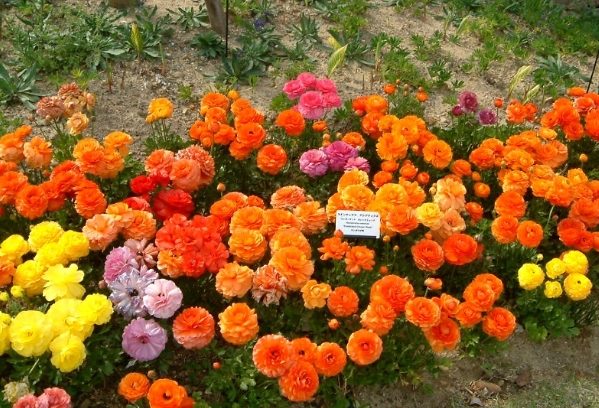 花毛茛養護方法