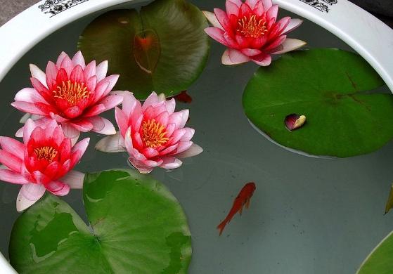 盆栽蓮花養護